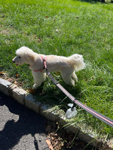 Load image into Gallery viewer, Hands-Free Dog Poop Bag Holder